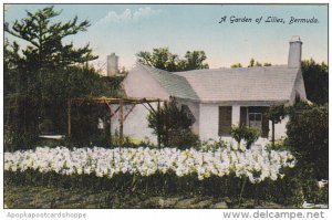Garden Of Easter Lilies Bermuda