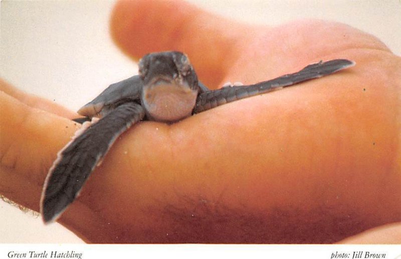 Green Turtle Hatching Turtles Unused 