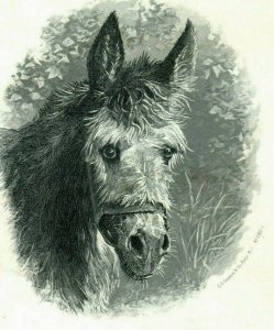 1870s Engraved E.G. Farmer Adorable Shaggy Donkey P105