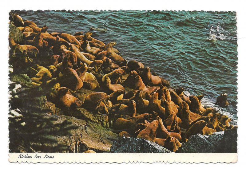 Stellar Sea Lions Ocean Rocks Vintage 1970s Continental 4X6 postcard