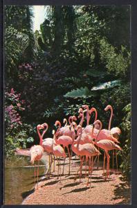 Flamingos BIN