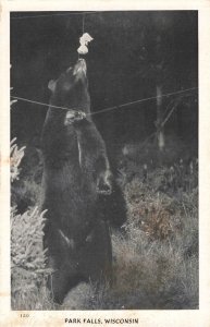 RPPC Black Bear Standing on Hind Feet Reaching for Food Postcard 2R4-311 