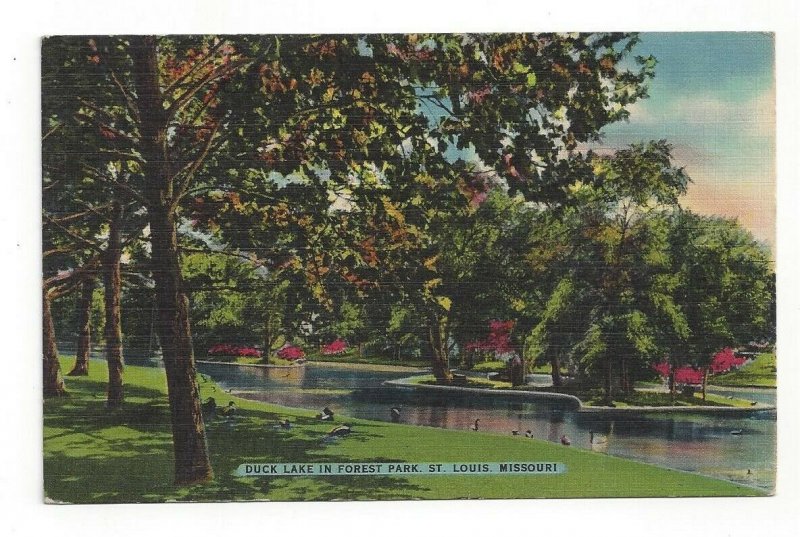 Postcard MO Missouri Duck Lake in Forest Park St. Louis Standard View Linen Card 