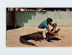 Postcard Alligator Wrestling in Florida