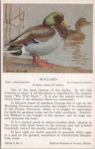 Mallard Duck Bird National Museum of Canada Allan Brooks Artist Postcard D49