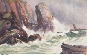The Haunts of the Seagull, Birds on Cornish Coast, 1900-10s; TUCK 7277
