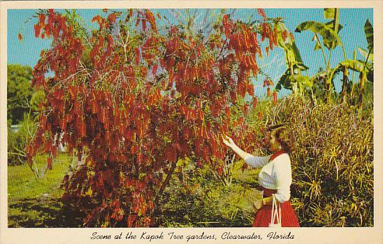 Australian Weeping Bottle Brush Tree Kapok Tree Gardens Clearwater Florida