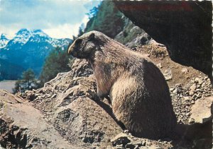Animals Postcard marmotte