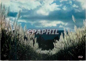 Postcard Modern Guadeloupe cane sugar flowers Champ View Mornes