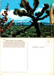 Joshua Trees of the Southwest (9968)