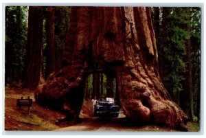 Yosemite National Park Mariposa Grove Tunnel Tree Wawona California CA Postcard