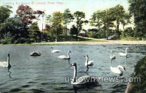 Swans, Jamaica Pond - Jamaica Plain, Massachusetts MA  