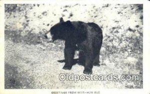 Greetings from Rest-Mor Isle Bear 1960 light crease left top corner, corner w...