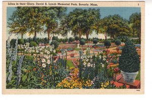 Flower Garden, Lilies, David Lynch Memorial Park, Beverly, Massachusetts