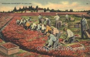 Harvesting Cranberries Farming, Farm, Farmer  Missing Stamp, Postal Used Unkn...