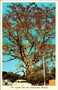 Kapok Tree Clearwater Florida FL WB Postcard PM Clean Cancel WOB Note VTG 3c 