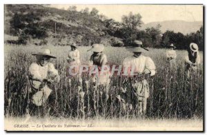 Old Postcard Grasse picking tuberous