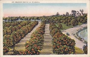 Florida An Orange Grove In Florida