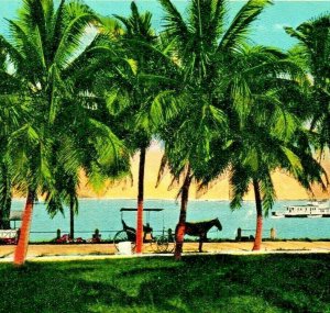 Biscayne Bay View Horse and Carriage Miami FL Florida 1920s Postcard UNP Unused