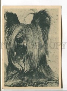 485959 dog Maltese LAP-DOG Old postcard