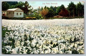 Bermuda   Lily Field  Postcard