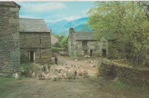 Lakeland Farm Cumbria + Local Cumbrian Farmer with Sheep Vintage 1970s Postcard