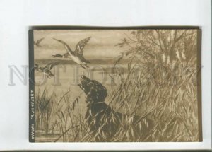 473075 SPERLING Irish Setter Dog HUNT Duck in reeds Vintage postcard