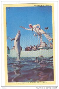 Jumping Porpoises At Marineland, Florida, 40-60s