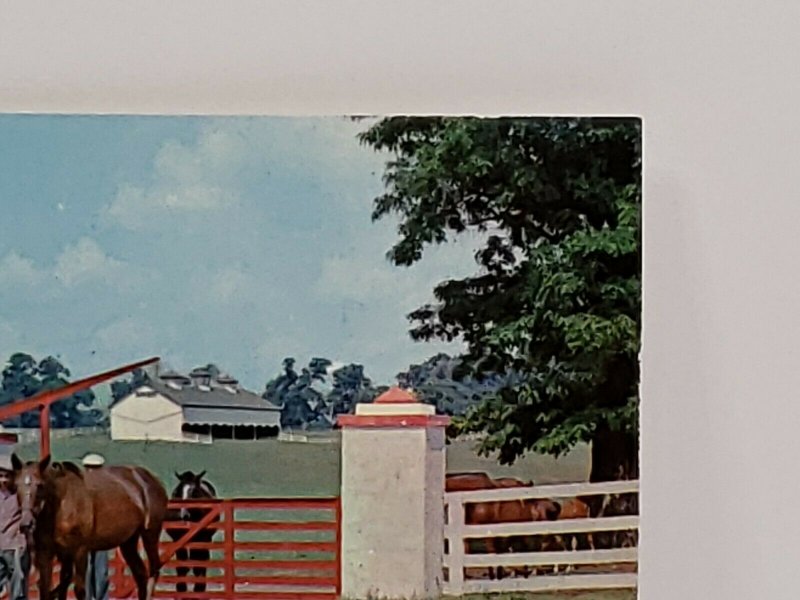 Calumet Farm Kentucky Horse Farm Man With Horses Vintage Postcard unposted