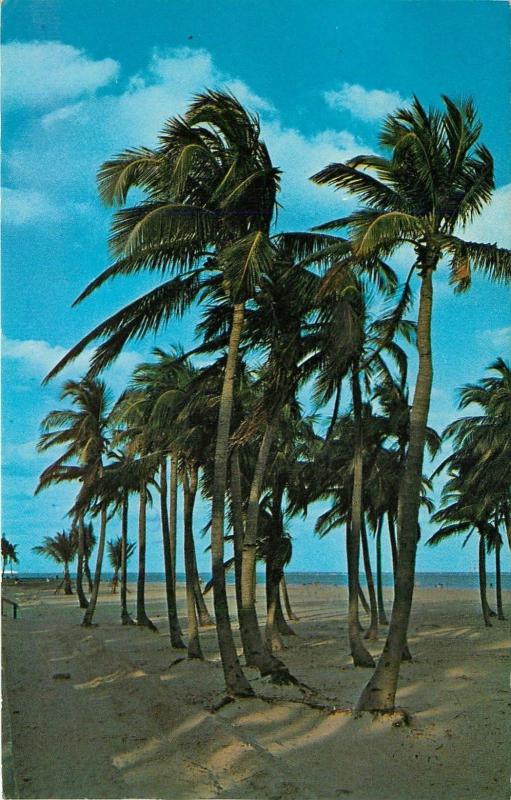 Florida Pal Trees Swaying in Trade Winds FL pm 1968 Postcard