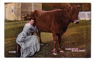 Canadian Farm Life, The Merry Milkmaid. Woman Milking Cow, Used 1912