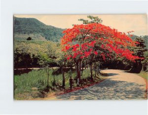 Postcard The Flame Tree or flamboyant in full bloom, Puerto Rico