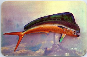 VINTAGE POSTCARD DOLPHIN CHARTER BOAT CAUGHT FISH KODACHROME BY VALENCE 1950s