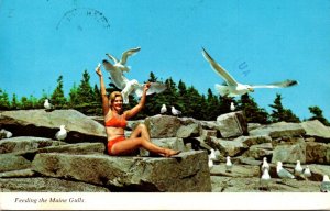 Risque Semi Nude Girl Wearing Bikini Feeding Maine Sea Gulls 1993