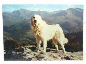 Lourdes Beot Pyrenean Mountain Dog Vintage French Postcard