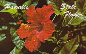 Hawaii Honolulu Red Hibiscus Is the Official State Flower Of Hawaii