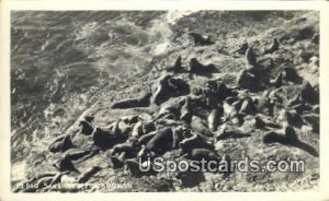 Real Photo - Sea Lions - Misc, Oregon OR  