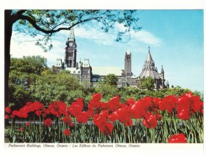 Tulips, Major Hill Park, Parliament Buildings, Ottawa, Ontario, Chrome Postcard