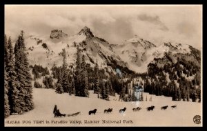 Alsaka Dog Team in Paradise Valley,Rainier National Park