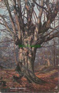 Buckinghamshire Postcard - Burnham Beeches, Nature, Tree, Countryside  RS37044