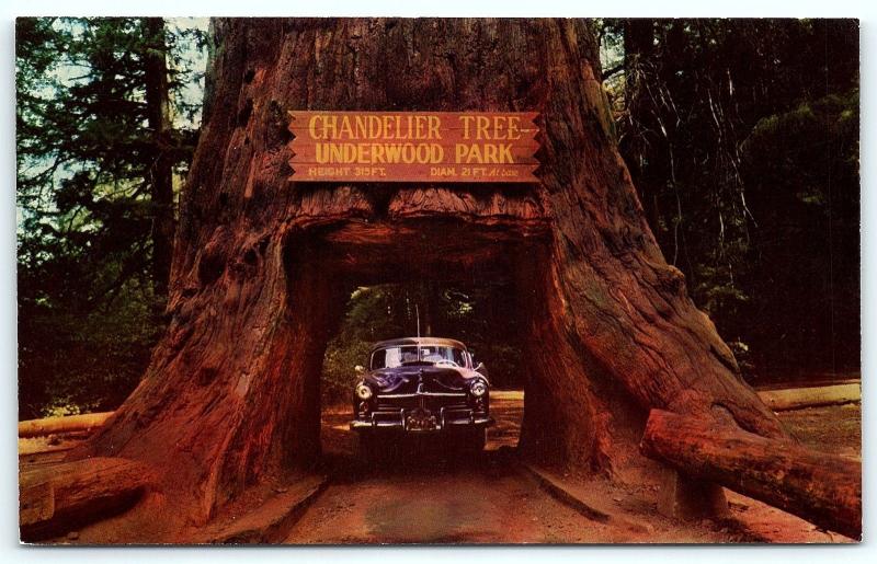 Postcard CA Redwood Highway Chandelier Drive Thru Tree Underwood Park
