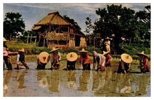 VTG Rice Planting to Accompaniment of Native Guitar, Luzon, Philippines,Postcard