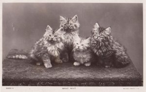 What Next Four Fluffy Cats Rotary Cat Old Cute Real Photo Postcard