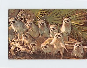 Postcard Raccoons Galore! Congo Belle Adventure Cruise Weeki Wachee Florida USA