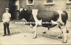 germany, LUCKAU, Fürstlich Drehna, Boy with Bull Cow (1915) RPPC (2)