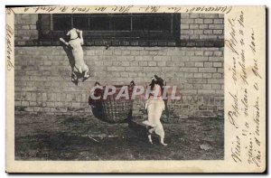 Old Postcard Dogs Dog