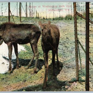 c1900s Milwaukee, Wis. Moose Washington Park Zoo WI Badger Specialty PC A188