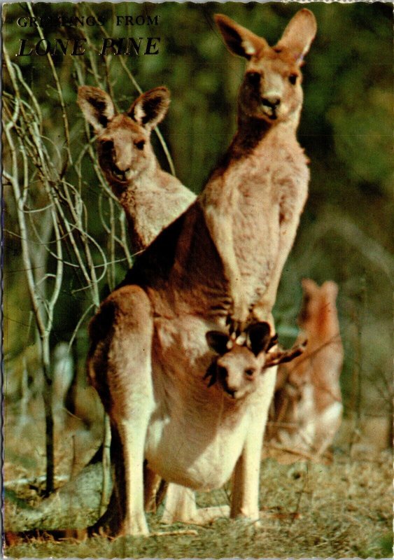 Greetings from Lone Pine Australia Postcard Dad Mum Joey Kangaroos