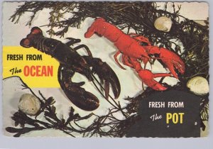 Lobsters Fresh From The Ocean Fresh From The Pot Prince Edward Island Postcard 1