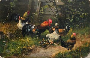 Birds & poultry topical vintage postcard domestic chicken and roosters painting